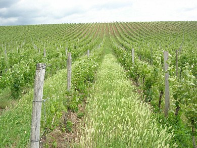 Circuit cyclable Les Vignes