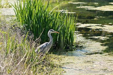 Boucle du Lac - Bergerac