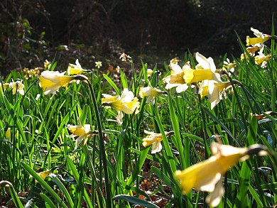 Randonnée des Jonquilles