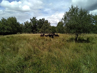 Au coeur du Plateau - 2 km