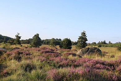 Sentier d'interprétation des Bruyères - 8 km