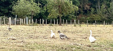 Boucle de Saint-Vincent de Connezac - Le Grand ...