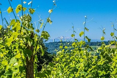 Arbus - Les coteaux du bois de bas
