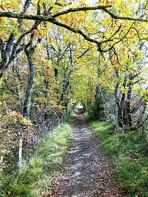 Sauvagnas, la traversée du bois de Courties