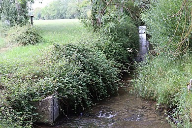 Orée de la forêt