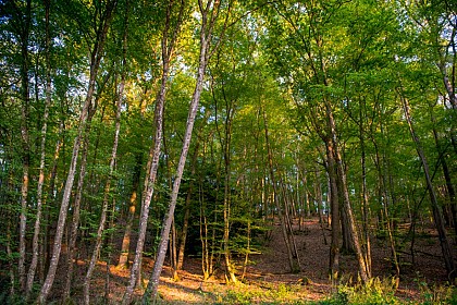 La forêt de Choussy