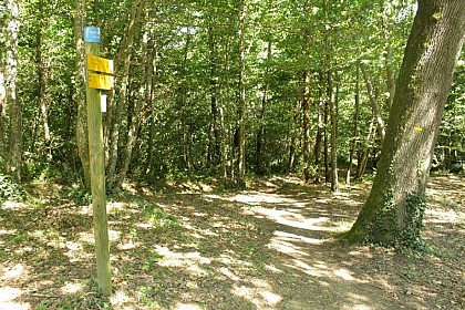 The forest of Bard