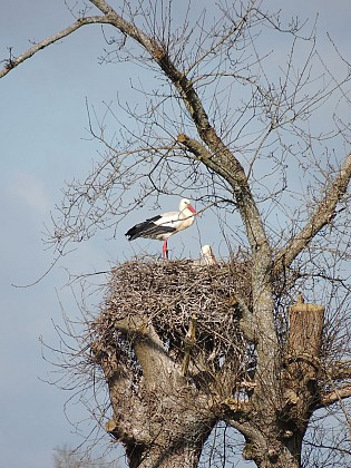 Saint-Amand-sur-Sèvre : circuit n°4 Le Bourg-Charrefait
