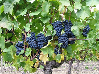 Découverte du vignoble
