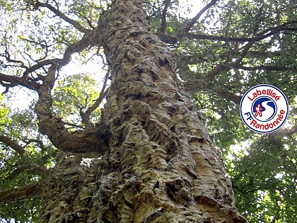 Sentier des Chênes Lièges - MARTINET (85)
