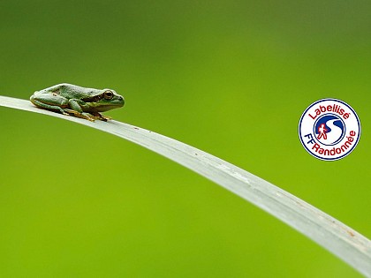Sentier du boisement de la Lière - SAINTE FLAIVE DES LOUPS (85)