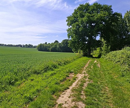 Circuit N°11 - La Côte d'Orimont