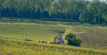 De la vigne au vin à Pouilly