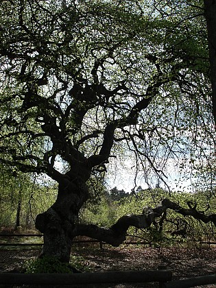PR 63 Circuit entre vignes et faux