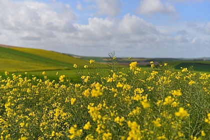 Le Mont Duez