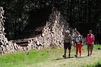 Le bois du Four - PR n°2