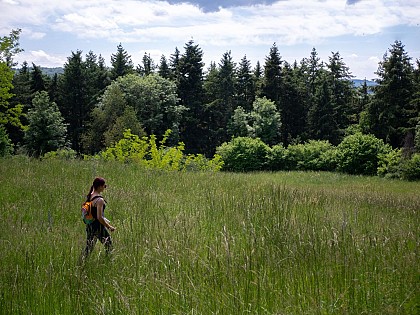 Le bois des Maquisards - PR n°22