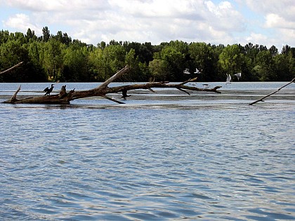 Circuit de l'observatoire aux Oiseaux à vélo