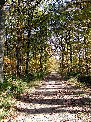 La forêt de Sénart