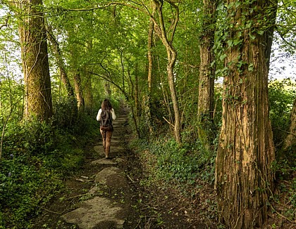 Sentier de la Brosse, boucle de 7 km - Bazoges-en-Paillers