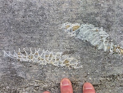 Fossiles en Ville - Liège - 1: autour d'Outremeuse