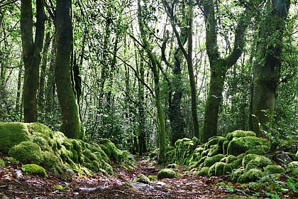 La balade du Grand murin