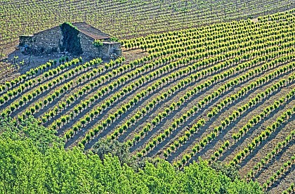 BOUCLE CYCLO N°9 - SAINT-CHINIAN, RELIEFS ET VIGNES