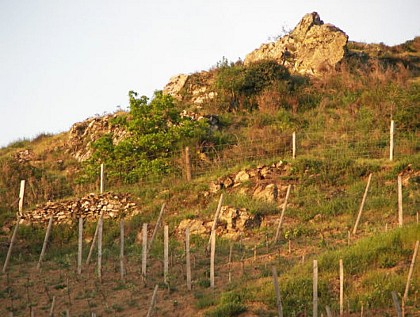 Beaulieu-sur-Layon - LPO Réserve Naturelle Régionale