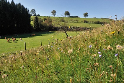 Le royaume des rapaces : Weywertz