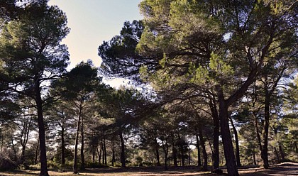 SAINT-CANNAT - Entre vignes et oliviers