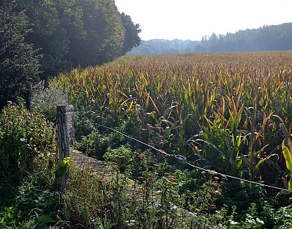 Piste Rouge Ferra Botanica