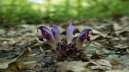 N°83 Sentier Karstique