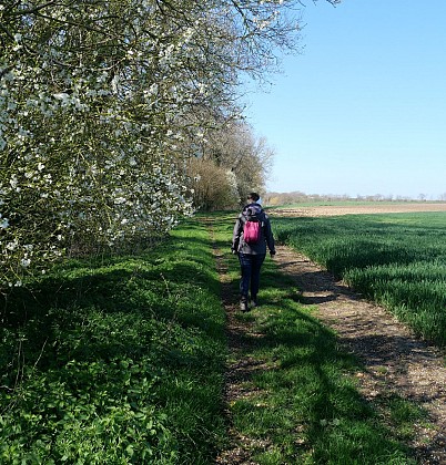 Circuit N°7 - Les chemins de forrières