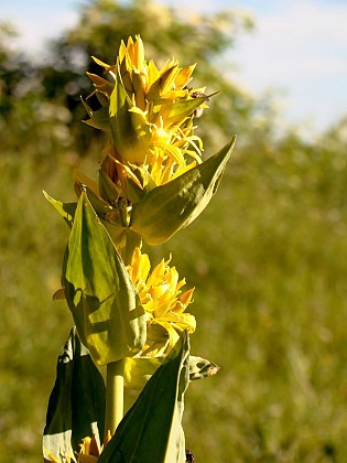 Le Mémont, boucle 41