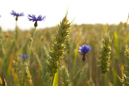 PR de la Pierre au Coqs