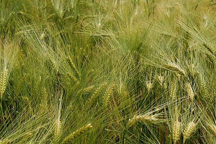 PR de la Butte Jaune