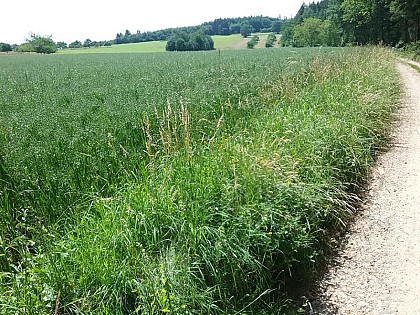 N°25 - THE WELL BEING PATHWAY