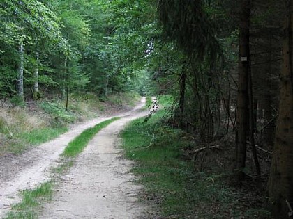 Circuit de la Feigne orientale