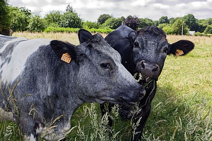 LANDIVY - Circuit le tour du bourg - N°16