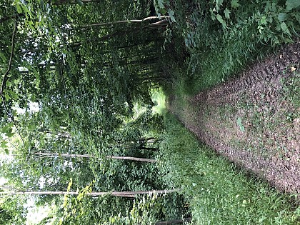 Le Chevreuil - La Feuillie