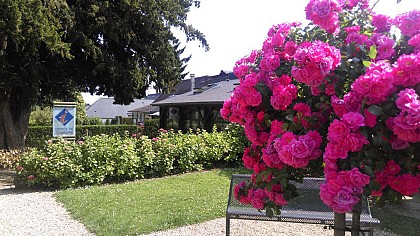 Les Orchidées - La Feuillie