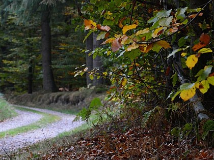 CIRCUIT LA VÔGE DES BRASSEURS XT N14