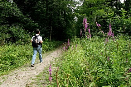 "Orry-la-ville – Hérivaux, dans la forêt des moines"