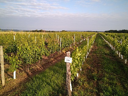 Circuit de la Rivière à la Vigne  1 - Départ de Meillard - PR 6
