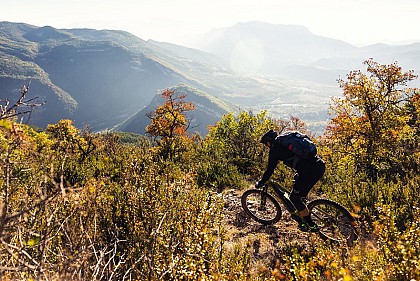 Les Parots (Version rouge)