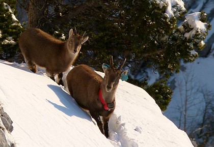 Le Cirque de la Plagne - Itinéraire pédestre