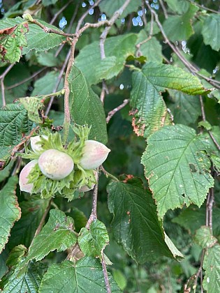 29 Promenade du Château Thomas - balise jaune