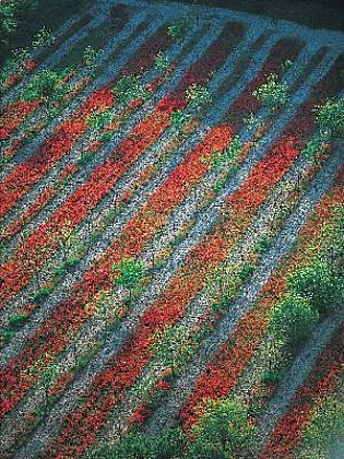 Charleval : Du côté de la Durance