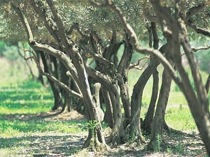 Topo 13 : Chaîne de Lançon - Lançon - Provence, La Crète de Costelongue