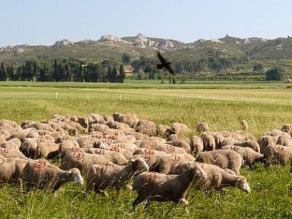Le tour des Alpilles